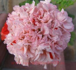 ���������� Magda 14