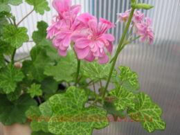  - Mosaic Sugar Baby 31