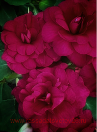 ��������� Fiesta Burgundy Rose 33