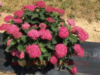   Magical Pinkerbell 22