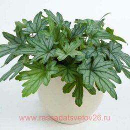  Kirella Fresh Gree 117