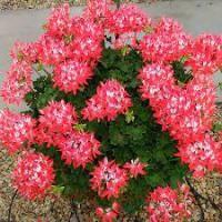  PAC Fireworks Red-White