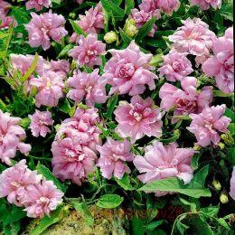 ���������� Calystegia hederacea Flore Pleno