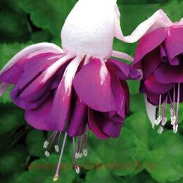  Marbeller Double	WHITE-PURPLE