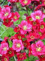 ���������� ������� Marto Hot Rose 14