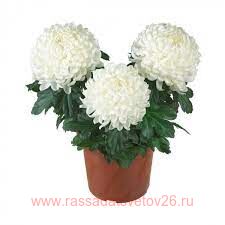   Cosmo Compact White 36