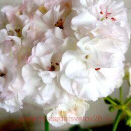 ���������� By-����� ����