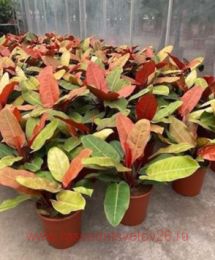 ����������� Philodendron Orange 31