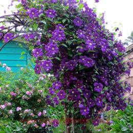  'Etoile Violette' ( )