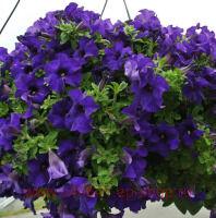  Fanfare Dark Blue 70