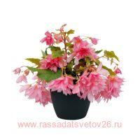   BELLECONIA Light Pink 17