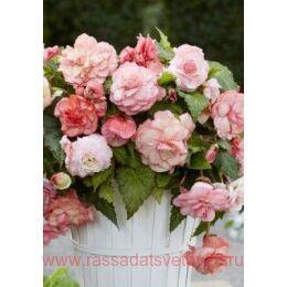  Splendid Flamenco 38