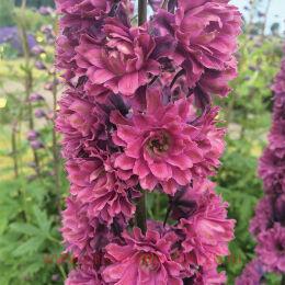   Highlander Flamenco 3