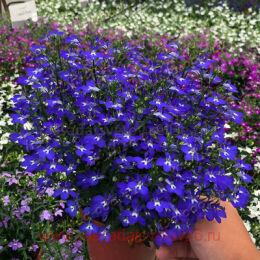 ������� Curacao Basket Dark Blue 10