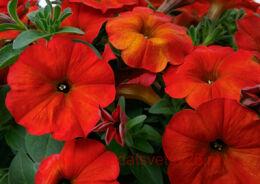  BeautiCal	Red Maple 48