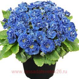  Belarina Baltic Blue 9