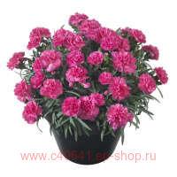  Sunflor Sjarapova 21