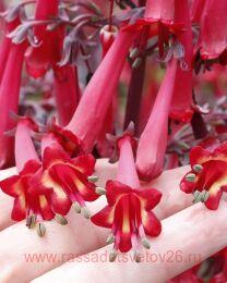  Colorburst Deep Red 1