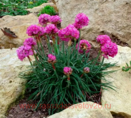 ������� ���������� Armada Pink 9