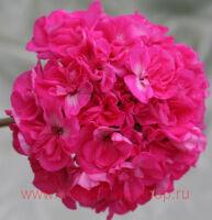 ���������� �������� Gerda 139