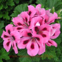   Regalia Mid Salmon 114