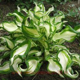  undulata mediovariegata 39