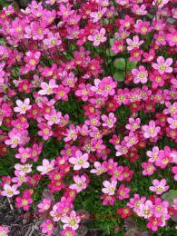 ���������� ������� Marto Picotee Red 13