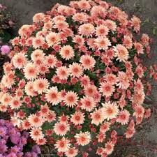   Branfountain APRICOT 3