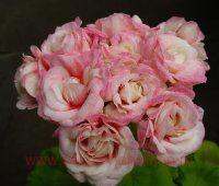 ���������� ���������� Denise 21