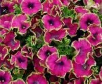  CRAZYTUNIA&#174; KERMIT ROSE