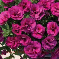  Aloha Double Purple 58