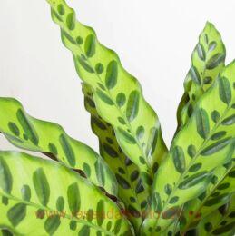 ������� Calathea Lancifolia 15