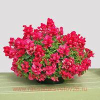    Candy Showers Rose 2