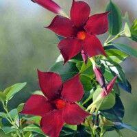  Diamantina Opale Grenat 4