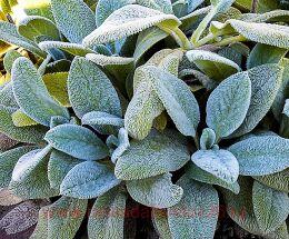   (Stachys lanata)