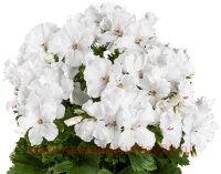   Candy Flowers&#174; White 82