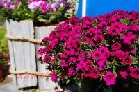  Blanket&#174; Zinfandel 132