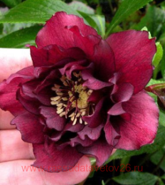  Double Ellen&#174; Red 3