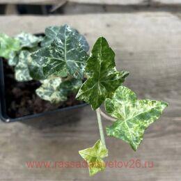   'MINOR MARMORATA' 36