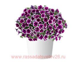 ������� Capella Rim Raspberry 3