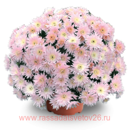   Cour de Lorraine Perle 38