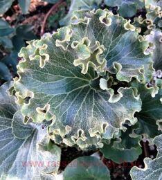 Farfugium japonicum 'Wavy Gravy'