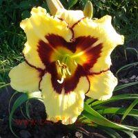  Hemerocallis El Desperado 8