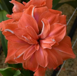 ����������� Coral Belle 3