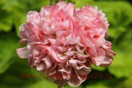 ���������� ظ�� �������� 407