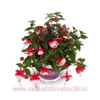  BELLA FUCHSIA&#174; LAURA 28