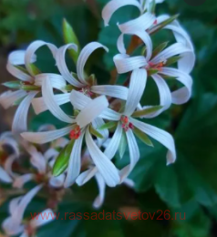 ���������� ���� ������� 409