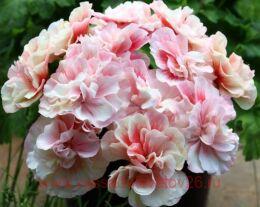 ���������� ����� �������� ����������� 