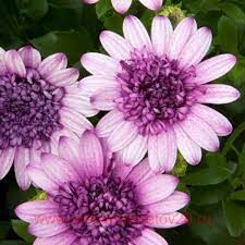  Flower Power 3D Violet Ice 3