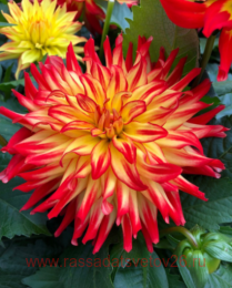 ������� Hypnotica Yellow Bicolor 40